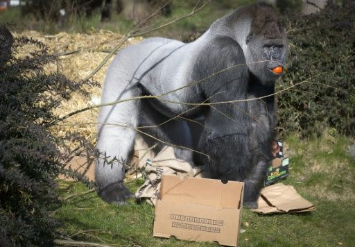 <p>Ein Ausflug in den Zoo gehört zu beliebten Freizeitbeschäftigungen vieler Familien. Vorausgesetzt natürlich, es geht alles gut. Im Mai wurde der Zoobesuch für eine Familie aus den USA zum Horrortrip. Ihr dreijähriger Sohn beugte sich beim Gorilla-Gehege etwas zu weit über das Geländer und stürzte in den Graben. Das 180 Kilogramm schwere Gorilla-Männchen Harambe schnappte sich den "Besucher" und schleifte ihn durch das Areal. Zehn Minuten später war ein Einsatzteam zur Stelle und erschoss den Affen, so dass der Junge befreit werden konnte. Er kam mit nur leichten Blessuren in ein örtliches Krankenhaus. <a rel="nofollow" href="https://de.nachrichten.yahoo.com/gorilla-schnappt-gehege-gefallenen-jungen-080341118.html" data-ylk="slk:Hier lesen Sie die Nachricht.;elm:context_link;itc:0;sec:content-canvas;outcm:mb_qualified_link;_E:mb_qualified_link;ct:story;" class="link  yahoo-link">Hier lesen Sie die Nachricht.</a> </p>