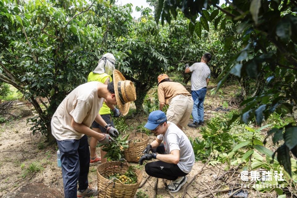 義工帶着竹籃和膠箱到樹林。