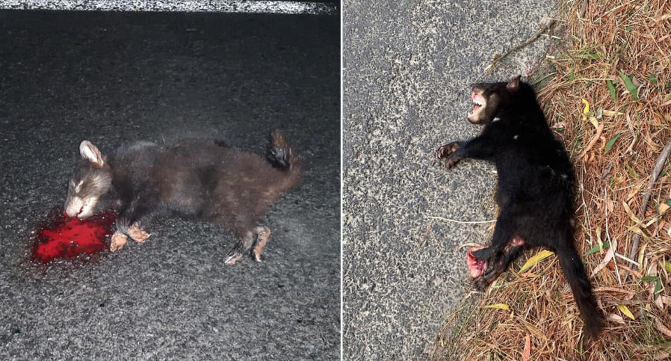 The endangered animals are becoming road kill in the state's north. Source: Facebook/