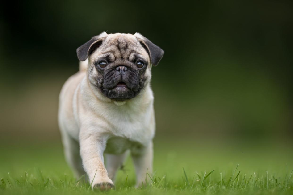 Healthy purebred dog photographed outdoors in the nature on a sunny day.