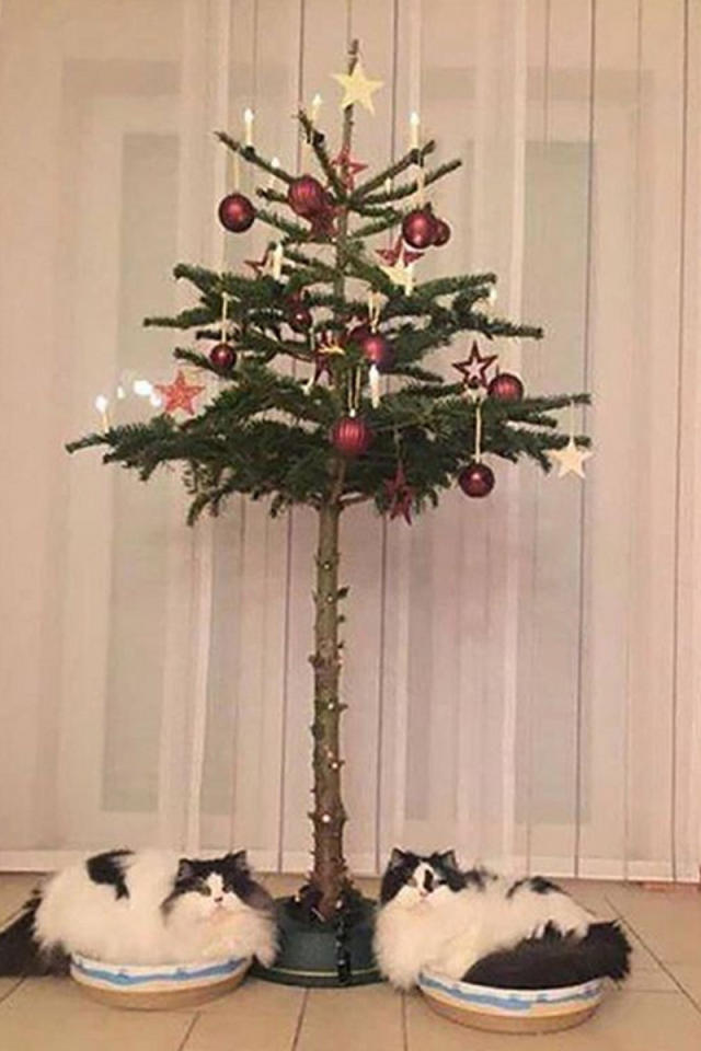 Catproof! 10 lustige Ideen, wie Tierbesitzer ihren Weihnachtsbaum vor  Fellnasen schützen