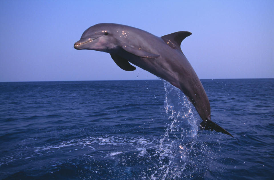 Bottlenose dolphin leaping.