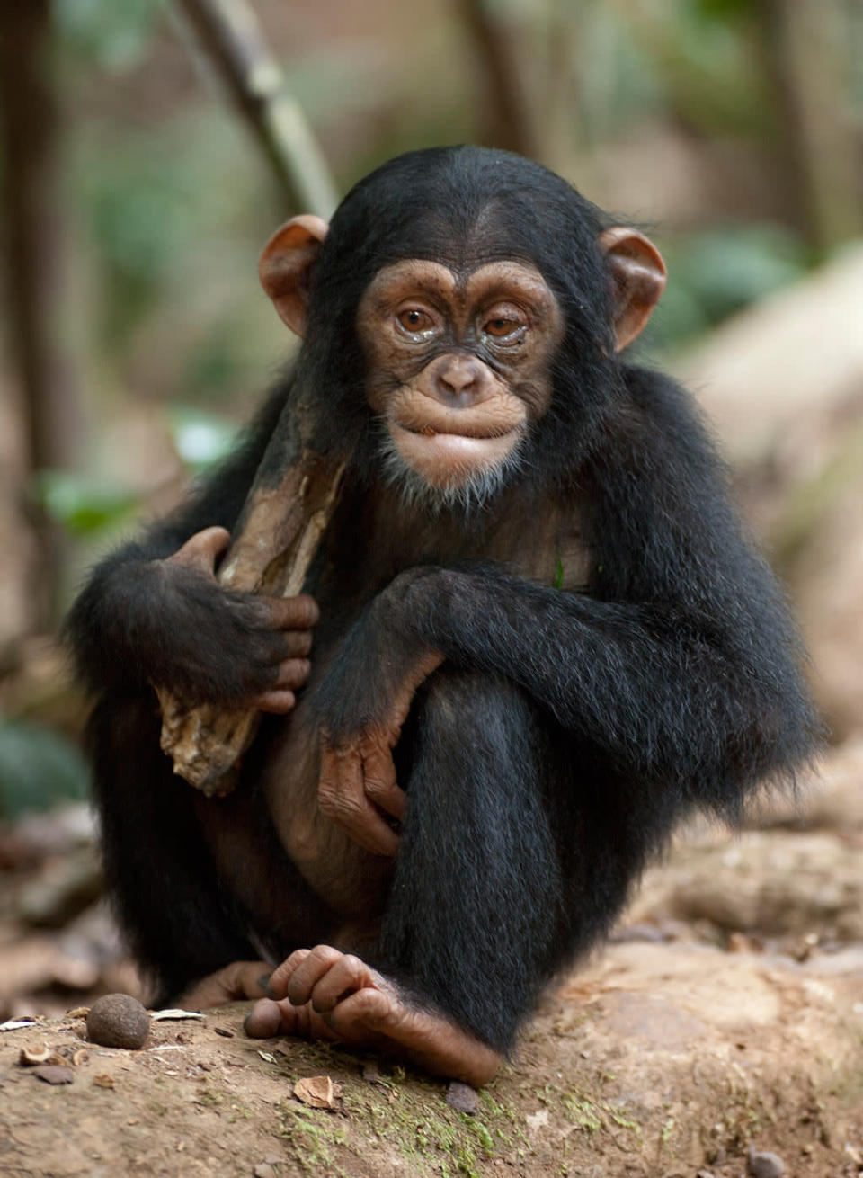 DisneyNature's "Chimpanzee" - 2012