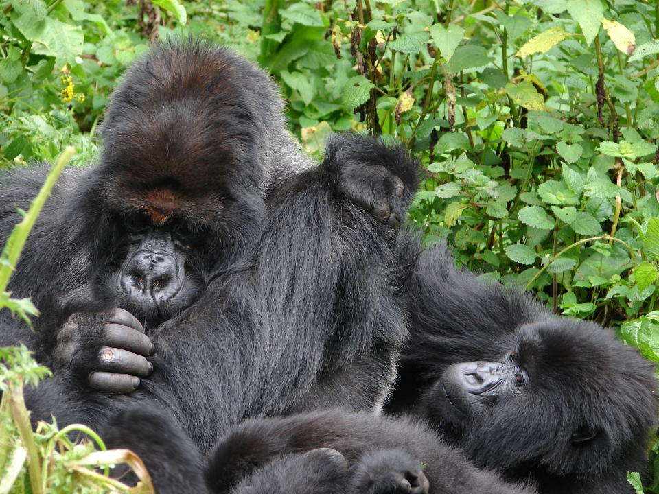 Mountain gorillas in a close group (Dian Fossey Gorilla Fund/PA)