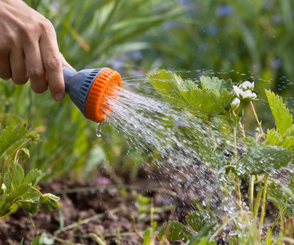 A strawberry plant being watered by a hose
