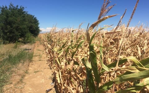 Millions more tons of crops could be produced each years if farmers to conservation tilling - Credit: &nbsp;Andrea Vogt