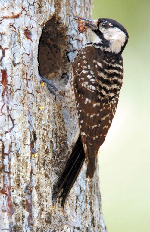 A red-cockaded woodpecker goes into its nest to feed its young in Boiling Spring Lakes.