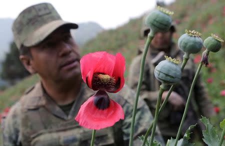 Colonel Isaac Aaron Jesus Garcia (L) speaks to Reuters next to poppy plants before a poppy field is destroyed during a military operation in the municipality of Coyuca de Catalan, Mexico April 18, 2017. Picture taken April 18, 2017. REUTERS/Henry Romero