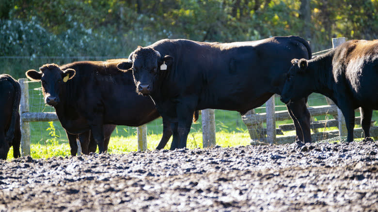 Wagyu cattle on farm
