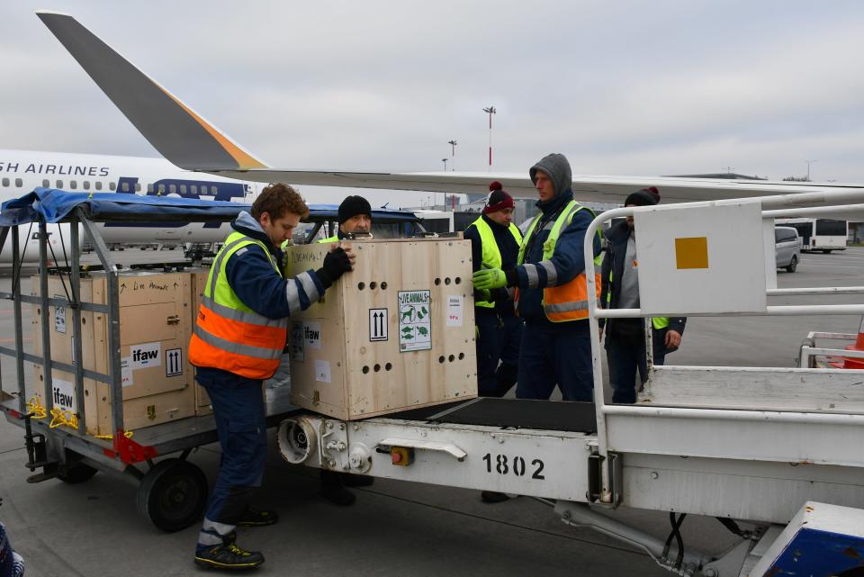 Loading the lion cubs onto the airplane.