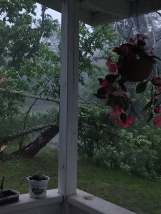 Photo of fallen trees near Anderson County Road 281. Photo courtesy of Kelly Shubert.