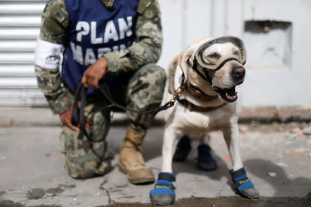 A member of the Mexican Navy stands next to a rescue dog after an earthquake struck on the southern coast of Mexico late on Thursday, in Juchitan, Mexico, September 10, 2017. REUTERS/Edgard Garrido