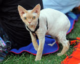 Jenson, a Devon Rex, has a look around before the beginning of the Walker Art Center's first "Internet Cat Video Film Festival," showcasing the best of cat films on the Internet in Minneapolis, Minn., Thursday, Aug. 30, 2012. The Walker Art Center in Minneapolis held its first-ever online cat video festival, a compilation of silly cat clips that have become an Internet phenomenon, attracting millions of viewers for some of the videos. (AP Photo/Craig Lassig)