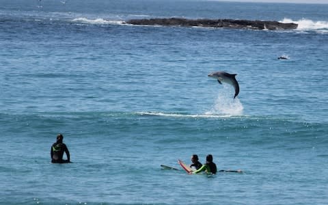 Dolphins are often seen playing in the waves or riding with surfers off the Cornish coast - Credit: Malcolm Barradell / SWNS.com