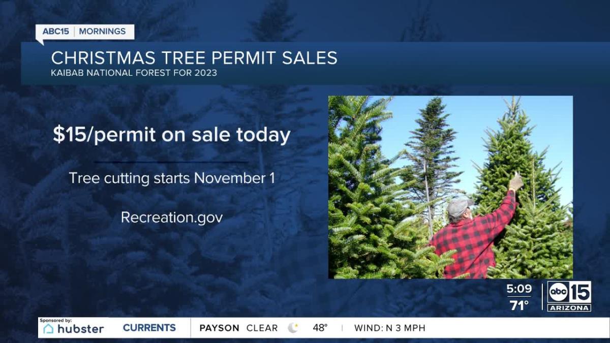 Christmas tree permits go on sale on Oct. 12 for Arizona National Forests