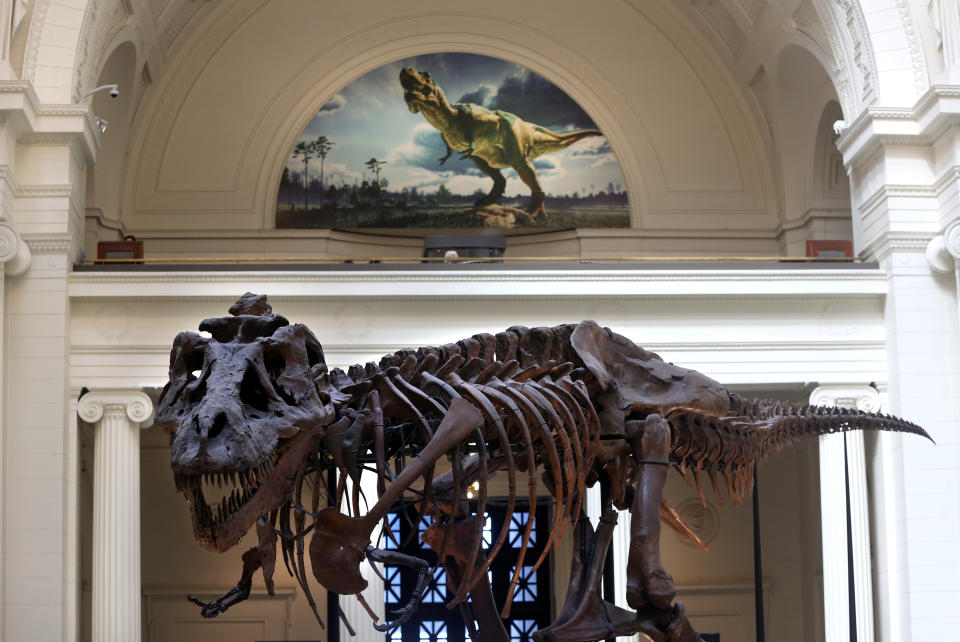 In 1997, the&nbsp;Field Museum of Natural History in Chicago paid $8.36 million at auction for "Sue," one of the largest, most extensive and best preserved Tyrannosaurus rex specimens ever found.