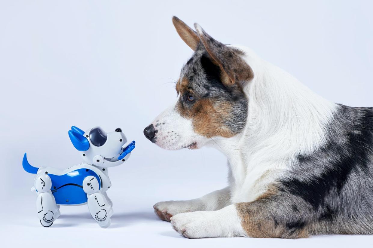 <span class="caption">Robot pets can be useful, but won't replace the love and companionship of a living animal.</span> <span class="attribution"><span class="source">(Shutterstock)</span></span>