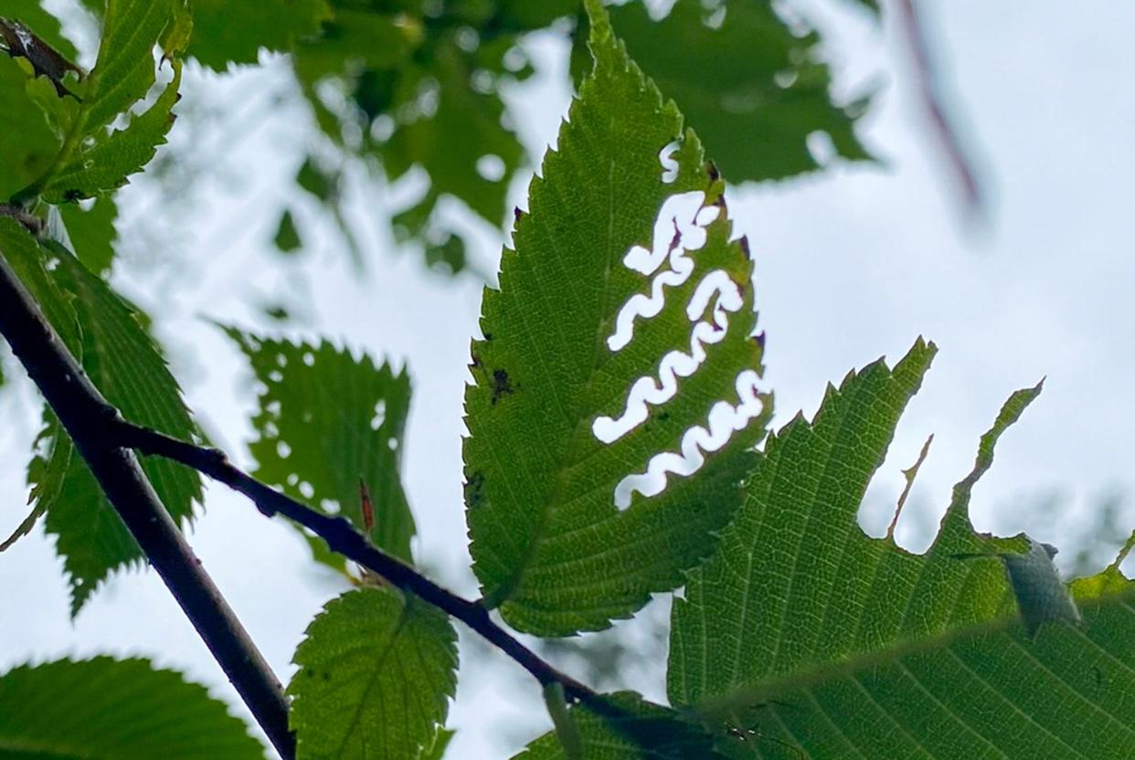 Elm zigzag sawflies munch on a tree’s leaves and leave a zigzag pattern on the leaves that defoliates the tree.