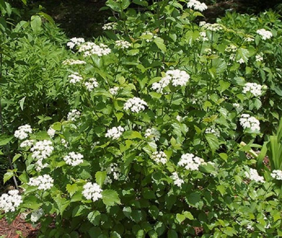 Arrowwood viburnum displays flowers and fruits through much of spring and summer.