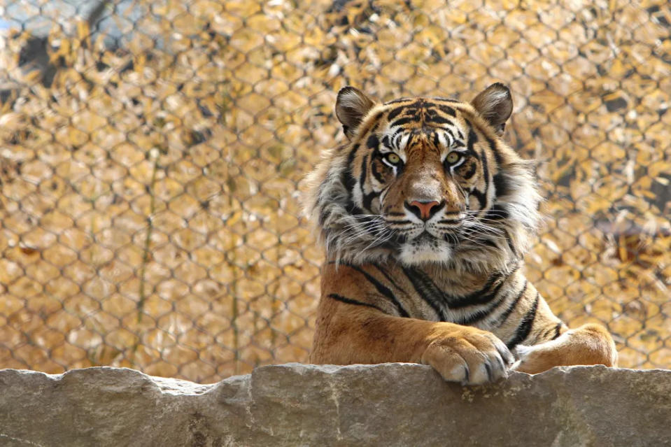 Kansas City Zoo via Getty Images