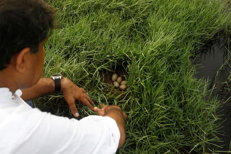 The Wider Image: Pakistanis plant trees to provide relief from scorching sun