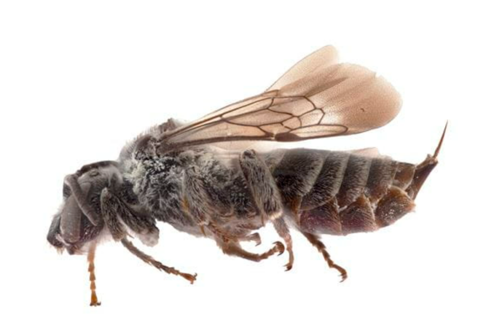 Una abeja cuco, que se creía extinta y no se había visto en décadas, se encontró en Canadá.