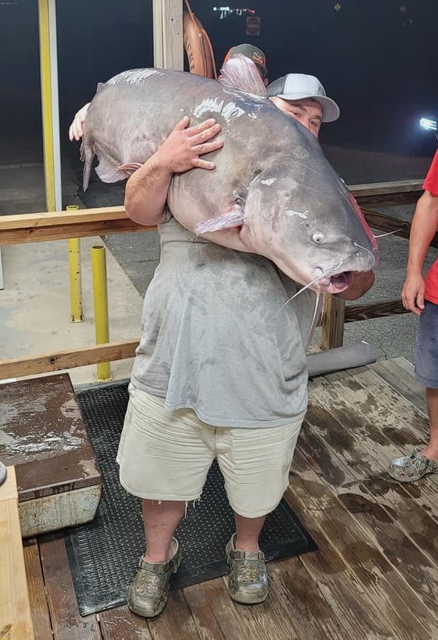 Daughter's eyes covered after fisherman sees what newly caught catfish  swallowed