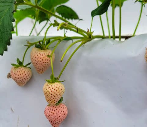 ▲本事農創引進來自日本的自帶「水蜜桃」香氣的白草莓給民眾採摘。（圖／翻攝本事農創臉書）
