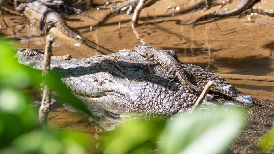 The female crocodile Lizzie basks in a shallow pool with one of her babies sitting on top of her head.