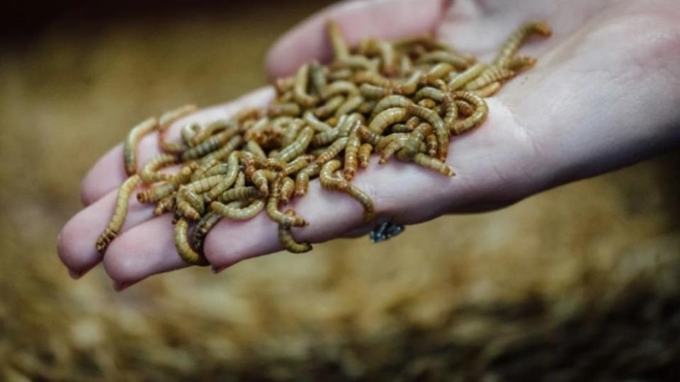 黃粉蟲是常見的寵物飼料，含有豐富的營養，被認為是最好的「替代蛋白」之一。（圖／翻攝自紐約郵報）