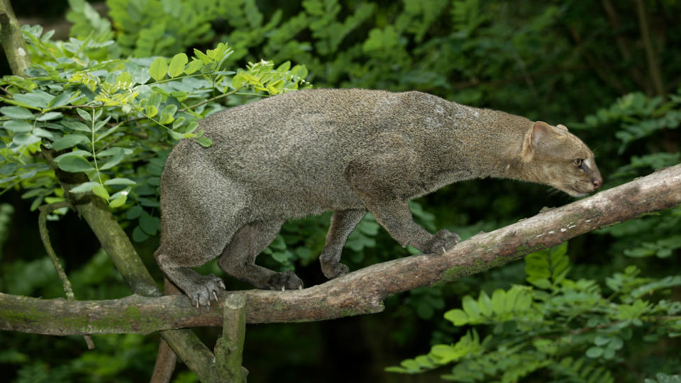 Jaguarundi, herpailurus yaguarondi, Adult standing on Branch