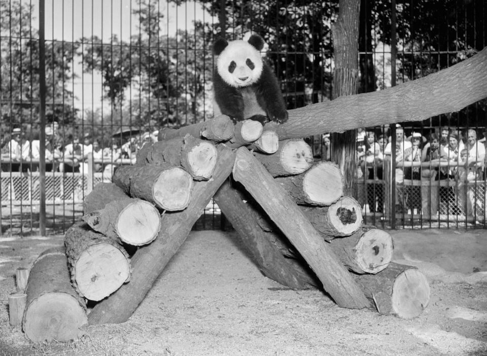 The giant panda was first brought to America in 1936.