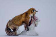 Winner, 2015 Wildlife Photographer of the Year: Dr. Don Gutoski (Canada)