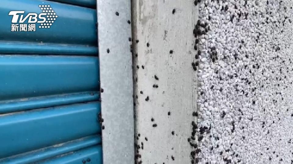 民宅柱子上爬滿黑椿象蟲。（圖／TVBS）