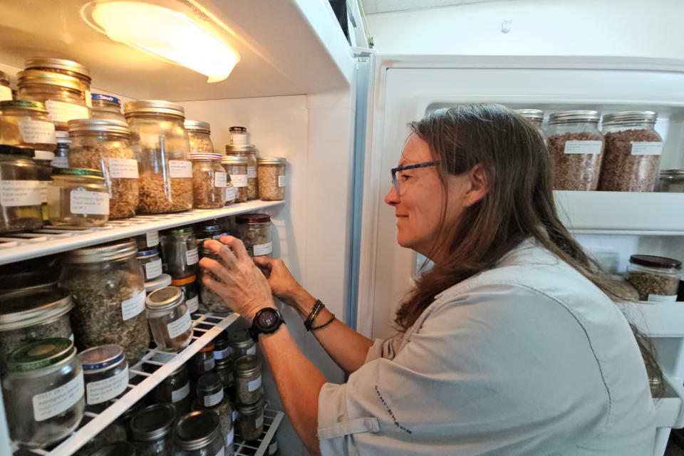 Madena Asbell, director of plant conservation programs at the Mojave Desert Land Trust, sorts collected seeds stored in refrigerators at the Mojave Desert Seed Bank, Wednesday, June 12, 2023, in the Mojave Desert near Joshua Tree, Calif. (AP Photo/Damian Dovarganes)