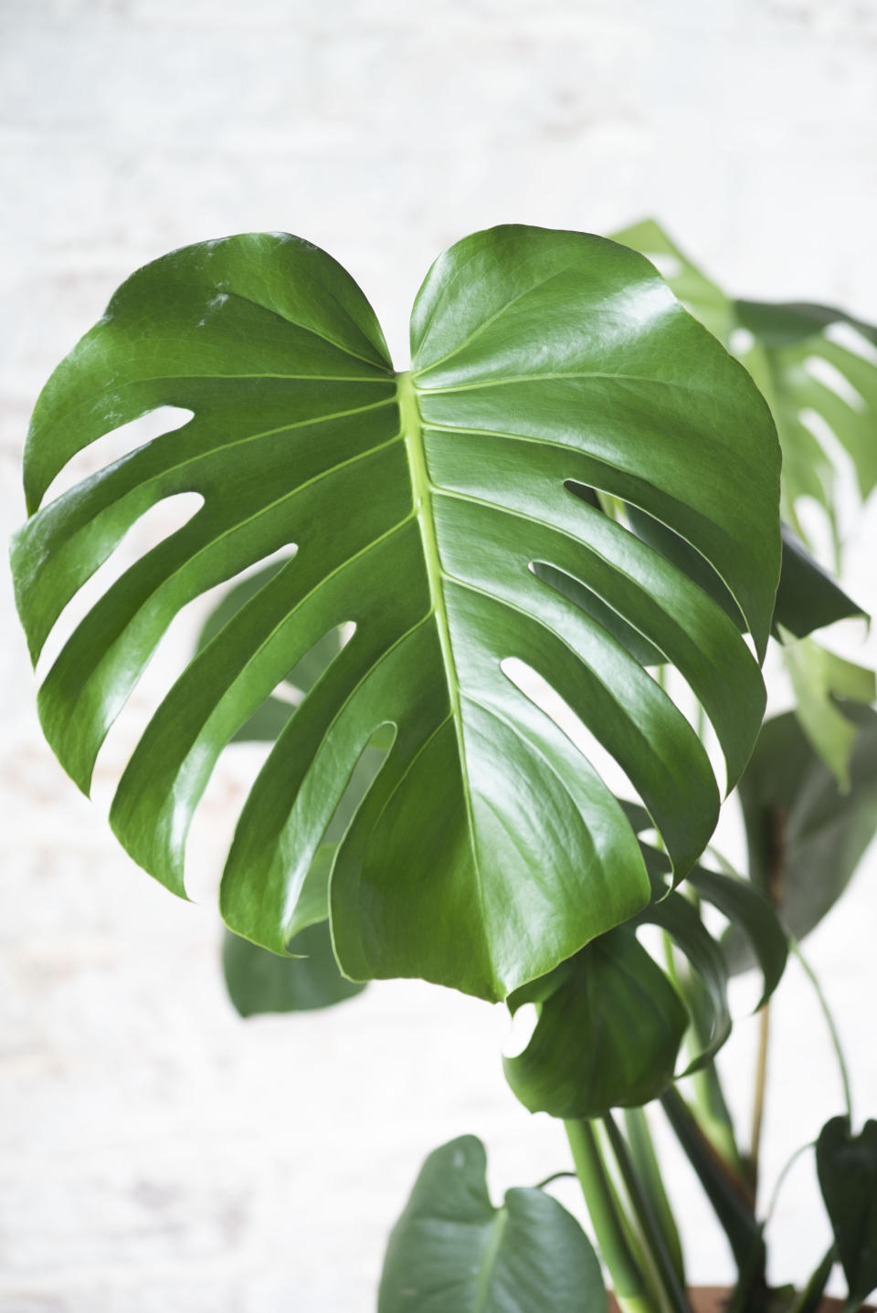 This undated image provided by the Horti houseplant subscription service shows a mature Monstera deliciosa houseplant. (Horti via AP)