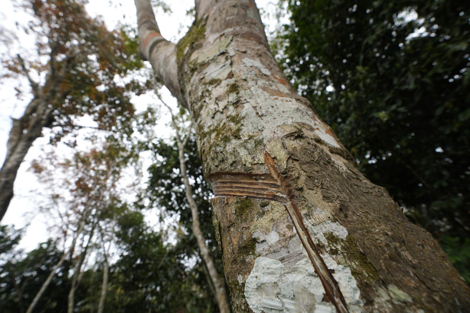 A rubber tree, scored for sap harvest, stands in the Sao Joao farm, in the Senador Guiomar municipality, near the city of Rio Branco, Acre state, Brazil, Wednesday, May 24, 2023. (AP Photo/Eraldo Peres)