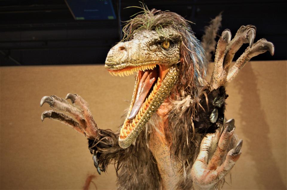 This model of a feathered dinosaur is part of the "Tyrannosaurs Meet the Family" exhibition opening this weekend at the Farmington Museum at Gateway Park.