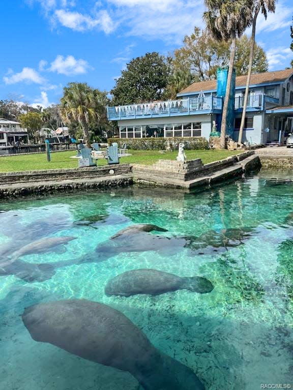 Manatees at the Crystal Blue Lagoon Bed and Breakfast in Crystal River, Florida. The property for sale was recently featured on Zillow Gone Wild.