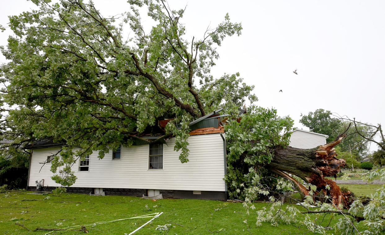 A large oak tree fell onto this home on South Grove Street in Grand Beach, Frenchtown Township. "This is the worst I have seen," Frenchtown Fire Chief Wendy Stevens said. The family was not home at the time the tree fell, residents in the area said. All up and down South Grove Street were several massive trees that fell due to a possible tornado Thursday evening.