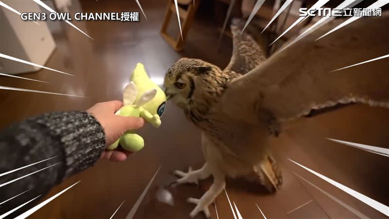 Garu與主人爭奪娃娃。（圖／GEN3 OWL CHANNEL授權）