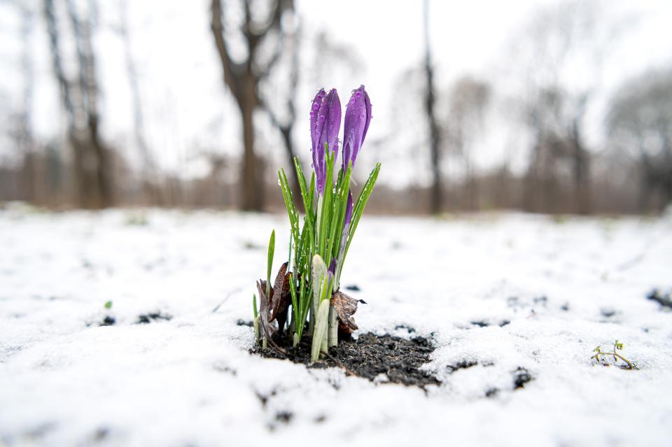 In einer Allee im Stadtteil Oberneuland in Bremen blühen Krokusse zwischen frisch gefallenem Schnee (Bild: Sina Schuldt/dpa)