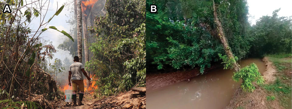 On left, a wildfire is seen in the vicinity of the type locality during researches' fieldwork in studying the new frog species. On the right is a stream and surrounding vegetation in Quebrada Blanca, where specimens of the new species were caught in central Peru.  / Credit: Rising from the ashes: A new treefrog (Anura, Hylidae, Scinax) from a wildfire-threatened area in the Amazon lowlands of central Peru