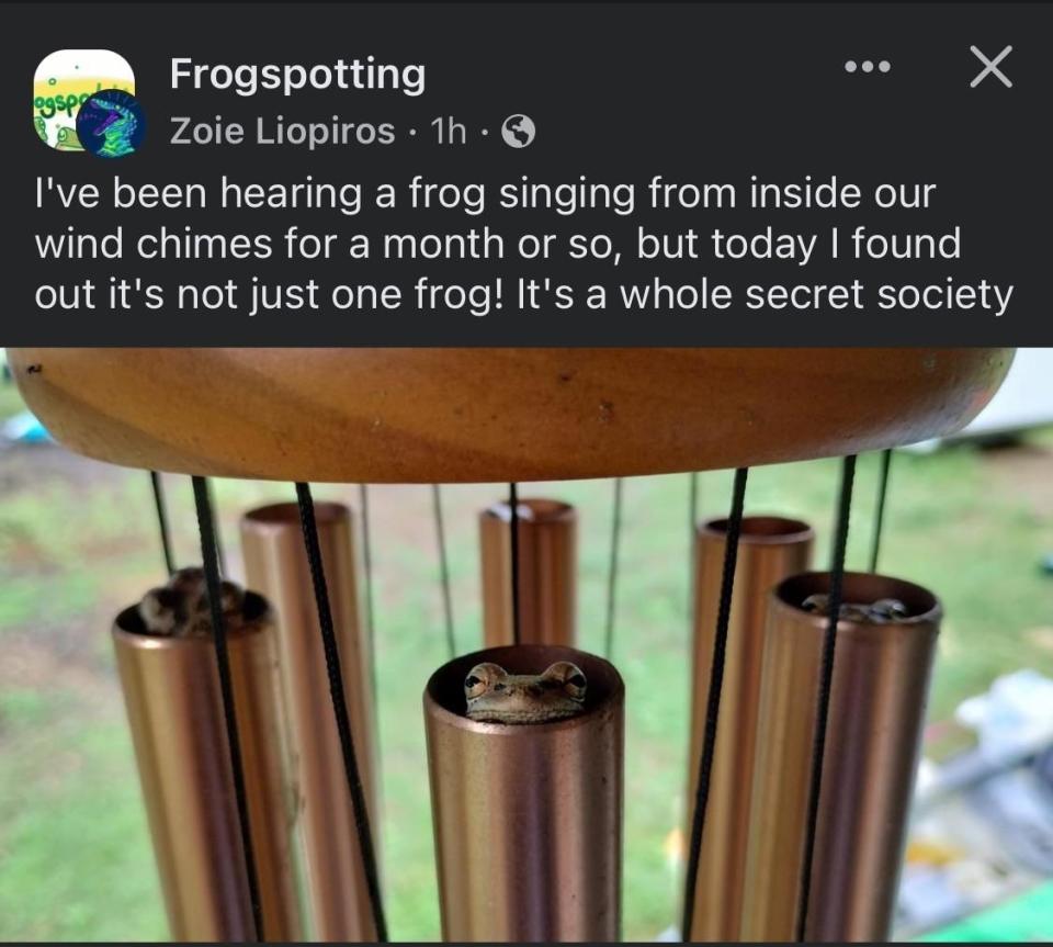 "I've been hearing a frog singing from inside our wind chimes for a month or so, but today I found out it's not just one frog! It's a whole secret society," with an image of wind chimes with frogs sitting inside each one