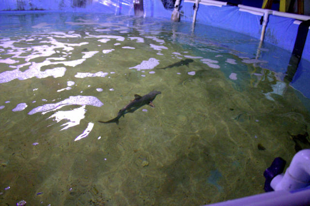 pool full of sharks