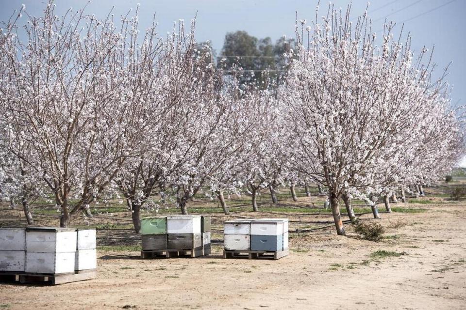 Some orchards outside Modesto Irrigation District boundaries may buy its surface water in 2024.