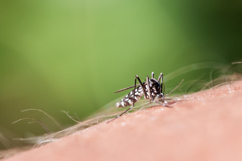 Tiger mosquito sucking blood on human hand