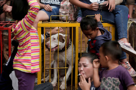 Dog breeder Agus Badud's family sit near the cage of their dog during a fight contest between dogs and captured wild boars, known locally as 'adu bagong' (boar fighting), in Cikawao village of Majalaya, West Java province, Indonesia, September 24, 2017. REUTERS/Beawiharta