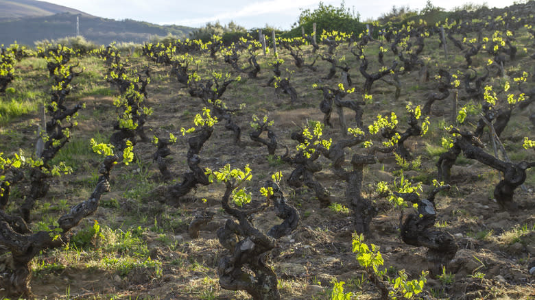 old Spanish vineyards