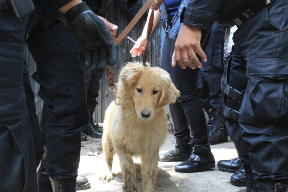 FOTOS: Clausuran criadero clandestino con más de 30 perros en Iztapalapa